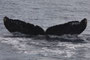 20150207a_Kominato-Ankayaba_Oki_G2 20150207bと同群 南下