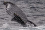 20150131a_Aoku_Oki_G! 青久〜ホノホシ沖でロスト