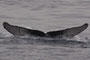 20150225b_Naze_Oki_G3 20150225aと同群 北上 =20140223e