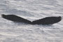 20150113c_NazeBay_Oki_G1 