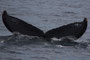 20150405a_Naze_Oki_G2 20150405bと同群 北東へ
