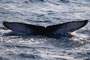 20150111c_Kaitsuzaki_Oki_G1 南下