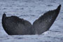 20150125d_Kaitsu_Okumura_G2 20150125cと同群