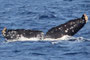 20150218e_Tokuhama_Sai_G5 201502198a,b,c,d（計5頭）でメイティング