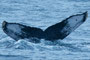 20150224d_Kaitsuzaki_Ota_G1