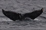 20150130b_Mazaki_Oki MYC_YC 20150130a=Mと同群