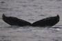 20150113e_Ohama_Oki_G2 20150113dと同群 南下