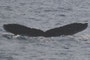 20150214b_Aoku_Oki_G2 20150214cと同群 北上