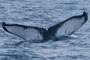 20150308b_Yubanare_Ota_G2 20150308cと同群 北上