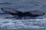 20150131d_Kaitsuzaki_Oki_G2 20150131cと同群 南下
