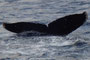 20150131c_Kaitsuzaki_Oki_G2 20150131dと同群 南下