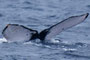 20150212b_Kaitasuzaki_Ota_G2 20150212aと同群 船に寄り請島方面へ約8km/hで南下