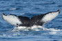 20150326b_Buunzaki_Sai_G2 20150326aと同群 =R-5