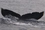 20150207b_Kominato-Ankyaba_Oki_G2 20150207aと同群 南下