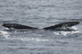 20150314d_Naze_Sai_G2 20150314eと同群 北上