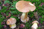 Butyriboletus  subappendiculatus / Nadelwald Anhängselröhrling