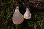 Hohenbuehelia auriscalpium / Ohrlöffel Muscheling