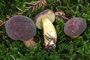 Xerocomellus pruinatus / Herbst Rotfussröhrling