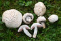 Agaricus campestris var squamulosus / Schuppiger Feldchampignon