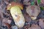 Butyriboletus appendiculatus / Anhängsel Röhrling