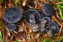 Cortinarius violaceus / Violetter Schleierling
