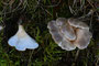 Hohenbuehelia auriscalpium / Ohrlöffel Muscheling