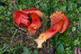 Hygrocybe splendidissima / Prächtiger Saftling