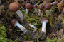 Psathyrella spadiceogrisea / Schmalblättriger Mürbling