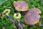 Cyanoboletus pulverolentus / Schwarzblauender Röhrling