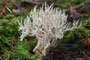 Clavulina coralloides / Kamm Koralle