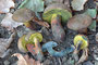 Cyanoboletus pulverolentus / Schwarzblauender Röhrling