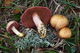 Chalciporus amarellus / Bitterlicher Zwergröhrling