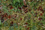 Dumontinia tuberosa / Anemonen Becherling