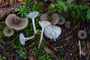 Clitocybe ditopa / Mehl Trichterling
