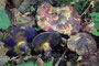 Cyanoboletus pulverolentus / Schwarzblauender Röhrling