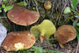 Suillus cavipes / Hohlfuss Röhrling