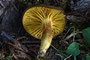 Phylloporus pelletieri / Goldblatt