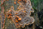 Phlebia radiata / Orangeroter Kammpilz
