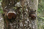 Phellinus lundellii / Konsoliger Birkenfeuerschwamm