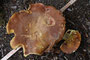 Butyriboletus appendiculatus / Laubwald Anhängselröhrling