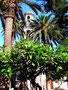 Teneriffa, Puerto de la Cruz