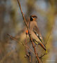 Seidenschwanz (Bombycilla garrulus)