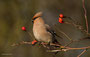 Seidenschwanz (Bombycilla garrulus)