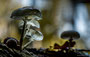 Pilze - Mushrooms (24)