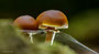 Pilze - Mushrooms (22)