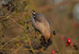 Seidenschwanz (Bombycilla garrulus)