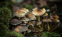 Pilze - Mushrooms (54)
