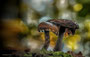 Pilze - Mushrooms (32)