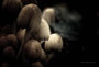 Pilze - Mushrooms (1)