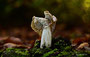 Herbst-Lorchel (Helvella crispa) - Engel